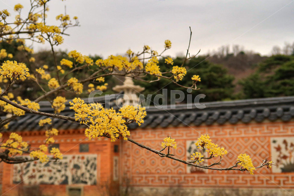 꽃,봄,자연,야외,flower,blossom,nature