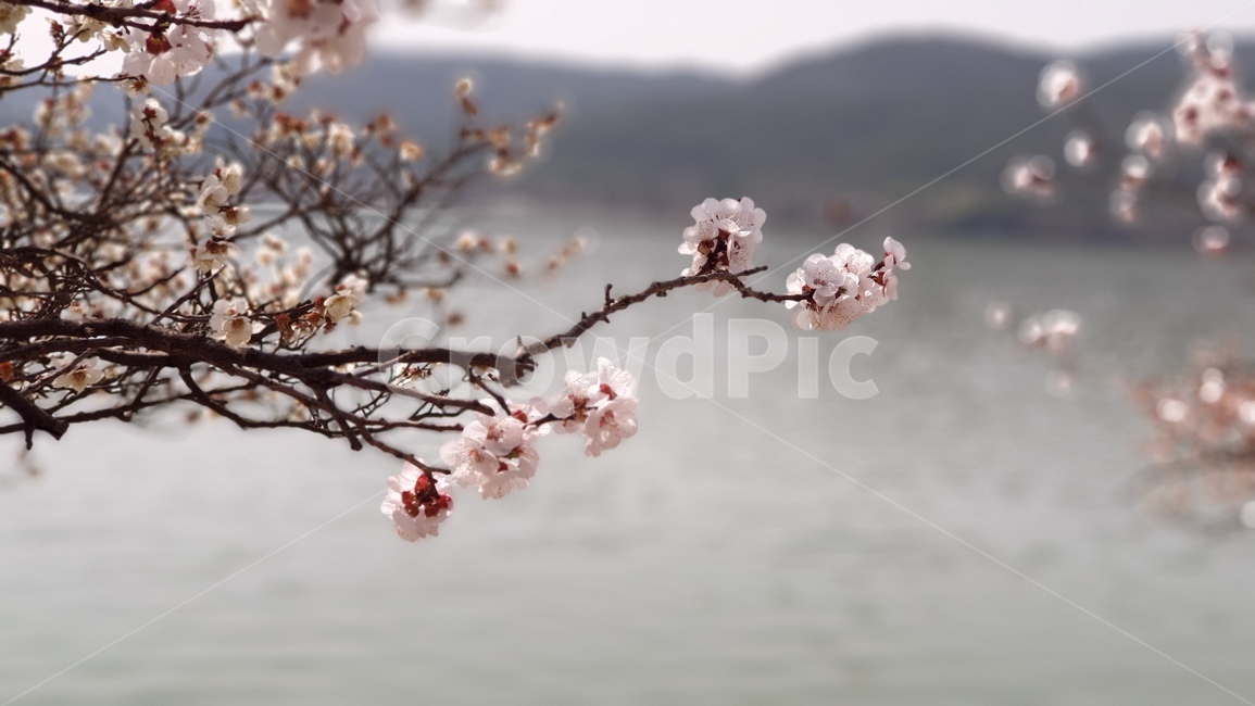 식물,flower,벗꽃,blossom,꽃