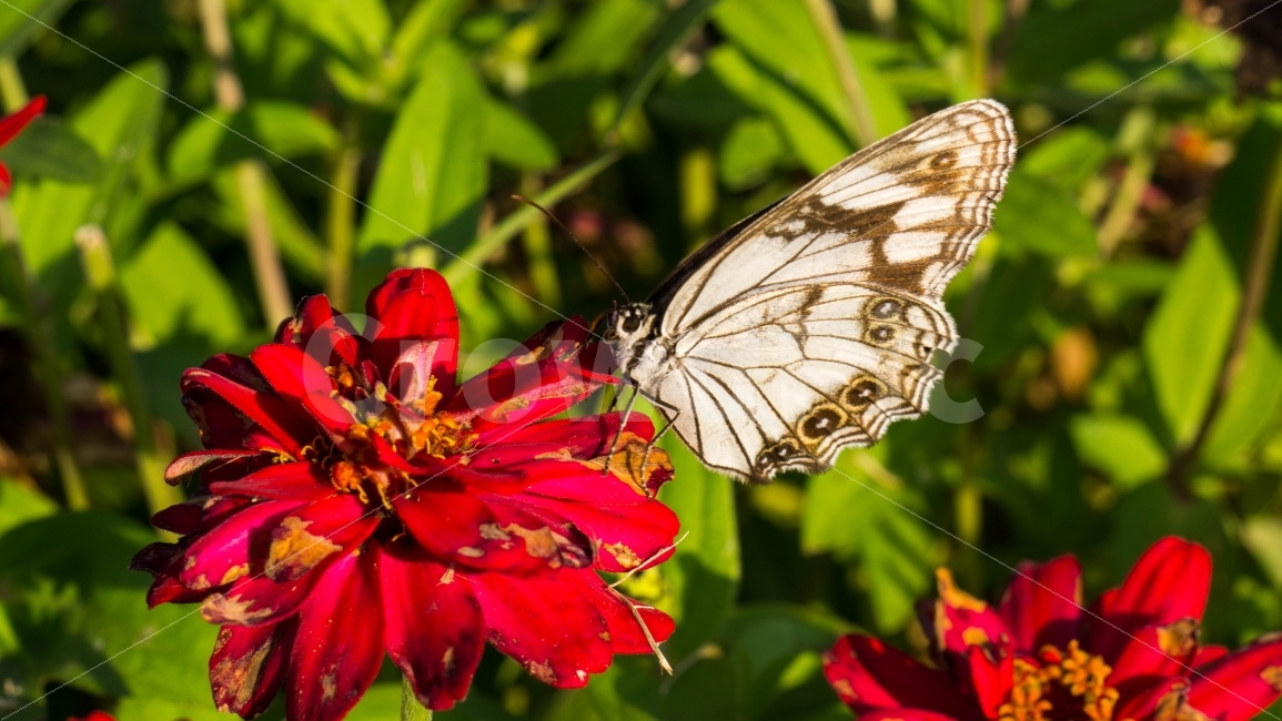 꽃,나비,곤충,벌레,붉은,자연,식물,자연,plants,nature,꽃,flower,동물,animal,곤충,벌레,insect,bug