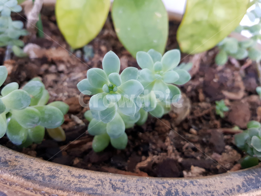 plant,식물,다육식물,선인장,화분,식물,자연,plants,nature