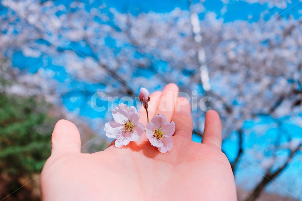 벚꽃,봄꽃,cherryblossom,봄,꽃,봄,계절,spring,season,식물,자연,plants,nature,꽃,flower,plant