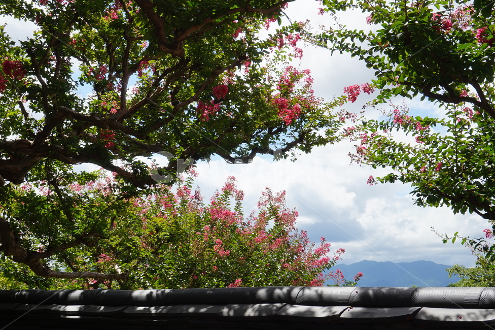 돌담,꽃나무,동양화,오죽헌,한국적,신사임당,구름,하늘,flower,tree,oriental,자연,풍경,nature,landscape,plant,식물