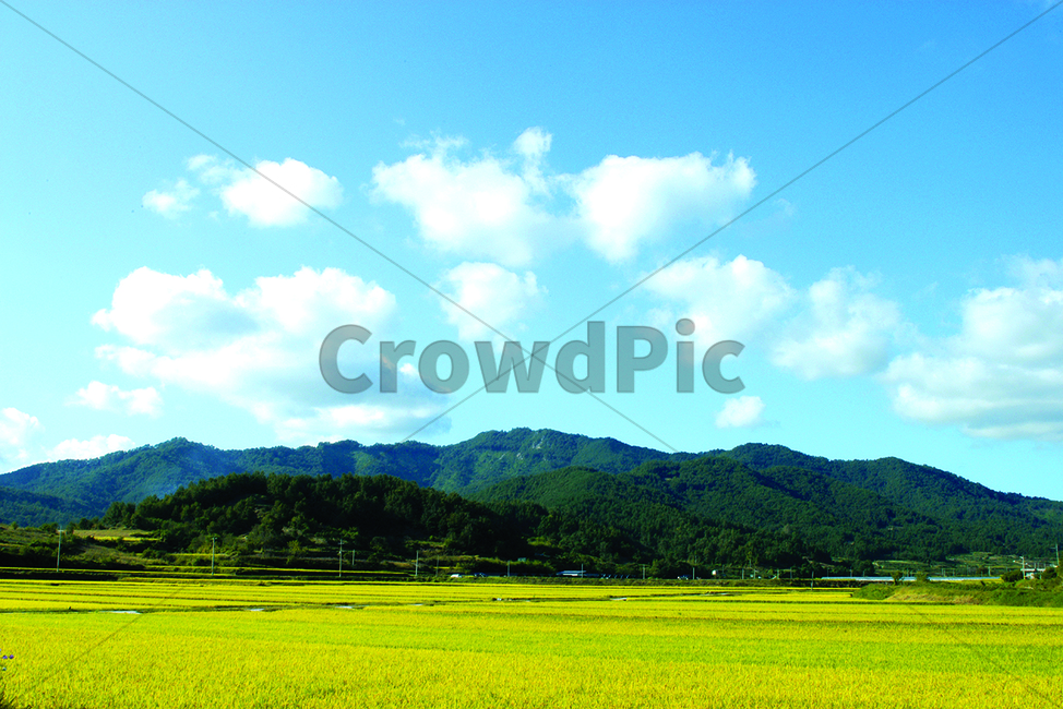 가을,황금들판,구름,산,고향들판,자연,풍경,nature,landscape,grassland,목초지,outdoors,옥외,field,들,paddy field,패디 필드