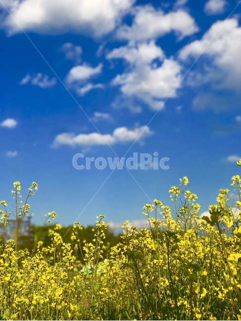 유채꽃,봄,꽃,하늘,구름,봄,계절,spring,season,식물,자연,plants,nature,꽃,flower,field,들,outdoors,옥외,grassland,목초지