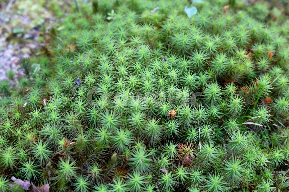 이끼,식물,자연,솔이끼,매태,녹전,선태,태선,식물,자연,plants,nature