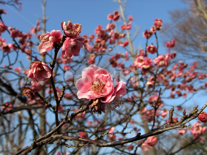plant,blossom,flower,꽃,일본,명자나무,명자나무꽃,봄,spring,tree,식물,plants,명자화,floweringquince,japanesequince,공원,야외,자연,park,nature,outdoor,가지,branch