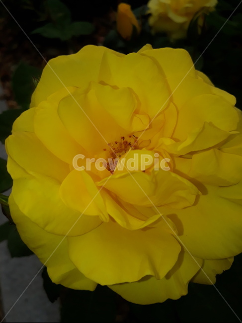 꽃,노란색,장미,식물,여름,식물,자연,plants,nature,꽃,flower