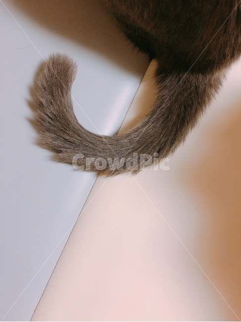 고양이,감성,따듯,색감,파스텔,동물,animal,포유류,mammal,고양이,cat,kitten,kitty