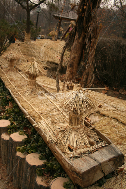 겨울,짚,나무,공원,식물,winnter,한국전통,한국문화,korean traditional,korean culture