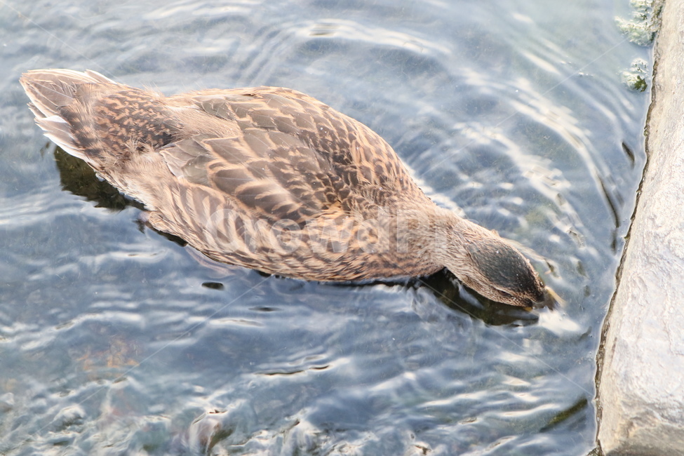 오리,조류,동물,duck,깃털