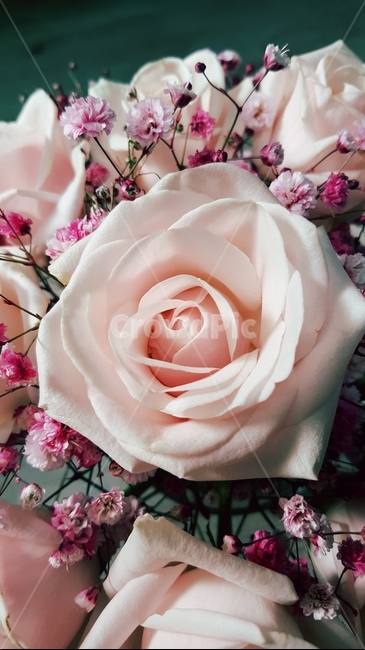 꽃,장미,rose,plant,식물,blossom,flower