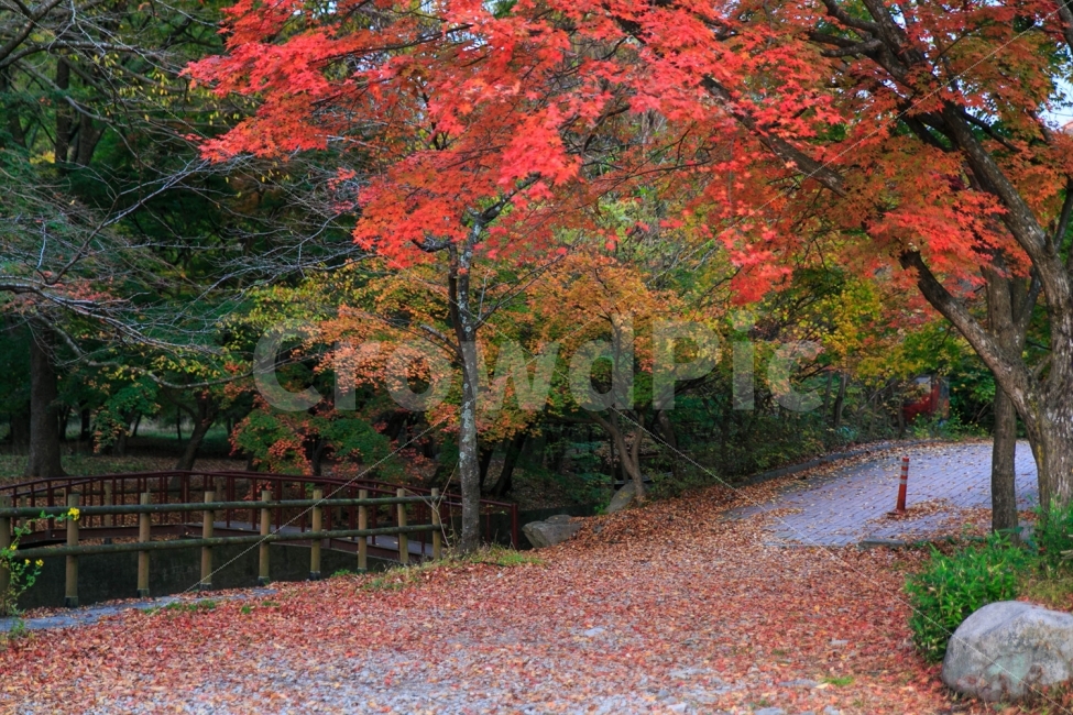 휴식,풍경,단풍,가을,여행,자연,풍경,nature,landscape,가을,계절,fall,autumn,season,tree,나무,plant,식물,maple,leaf,잎