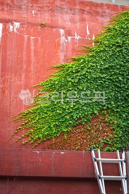 Red,buy it,plant,bostonivy,ivy,wall