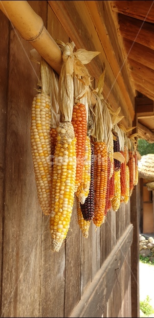 옥수수,씨옥수수,옥수수종자,찰옥수수,수확,씨앗,한국전통,한국문화,korean traditional,korean culture,채소,야채,vegetables