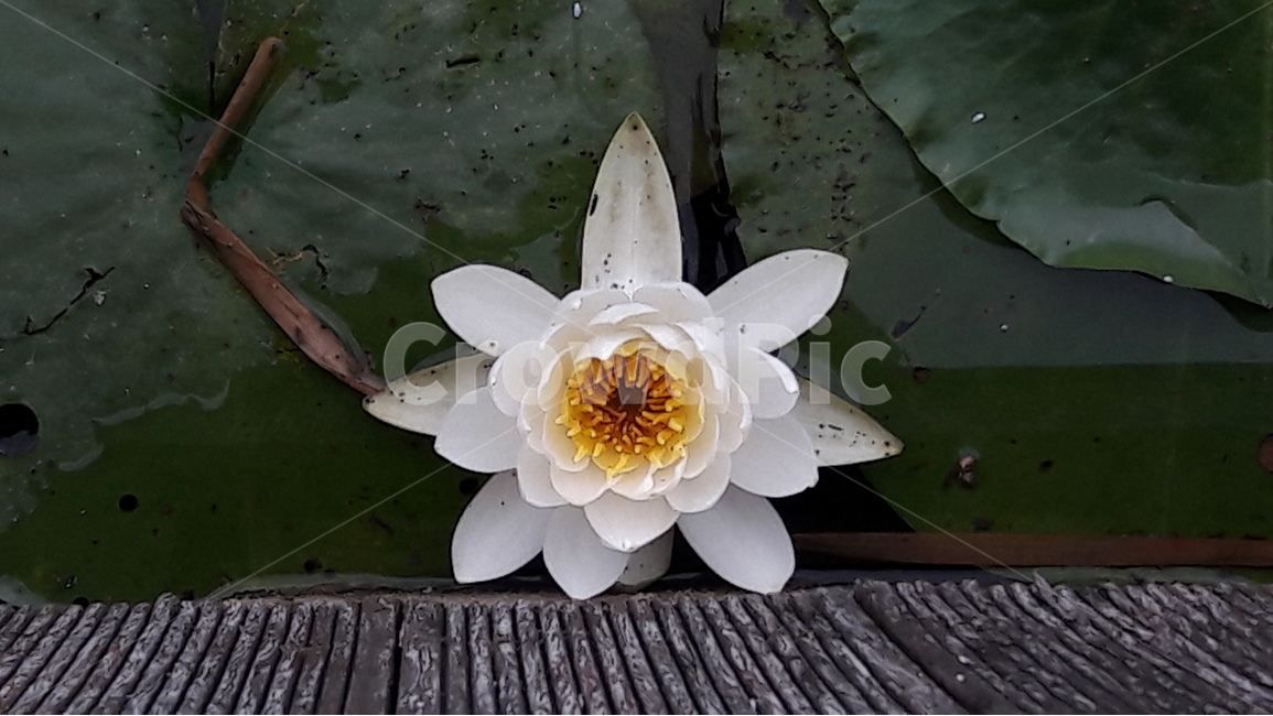푸른수목원,연잎,연꽃,수련,청순한마음,식물,자연,plants,nature,꽃,flower