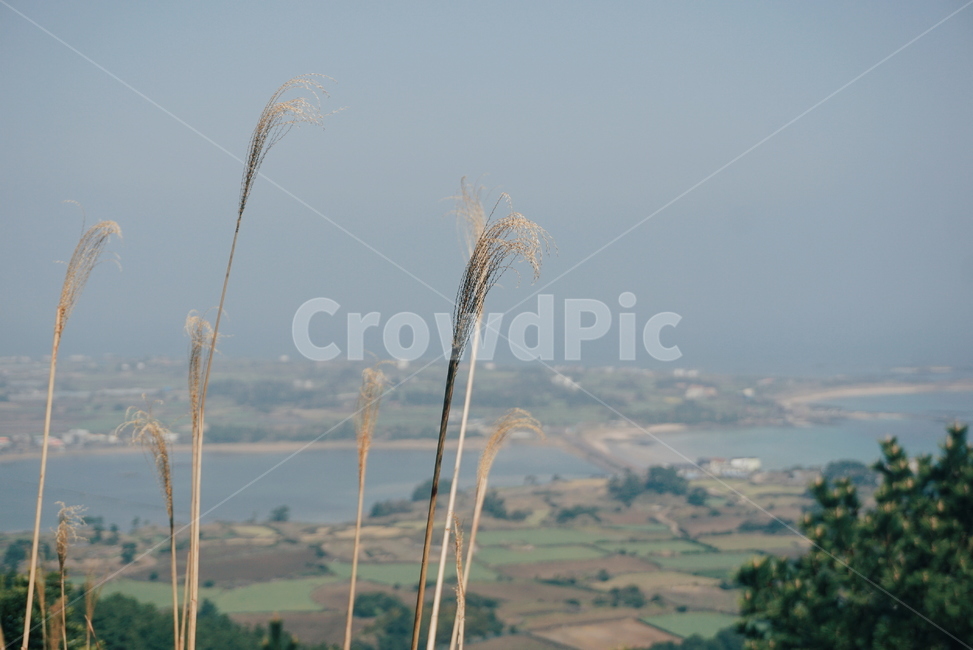 풍경,자연,제주도,제주도오름,산,자연,풍경,nature,landscape,한국자연풍경,한국자연경관,korea nature landscape,제주도,jeju,jeju island,plant,식물,grass,잔디,lawn