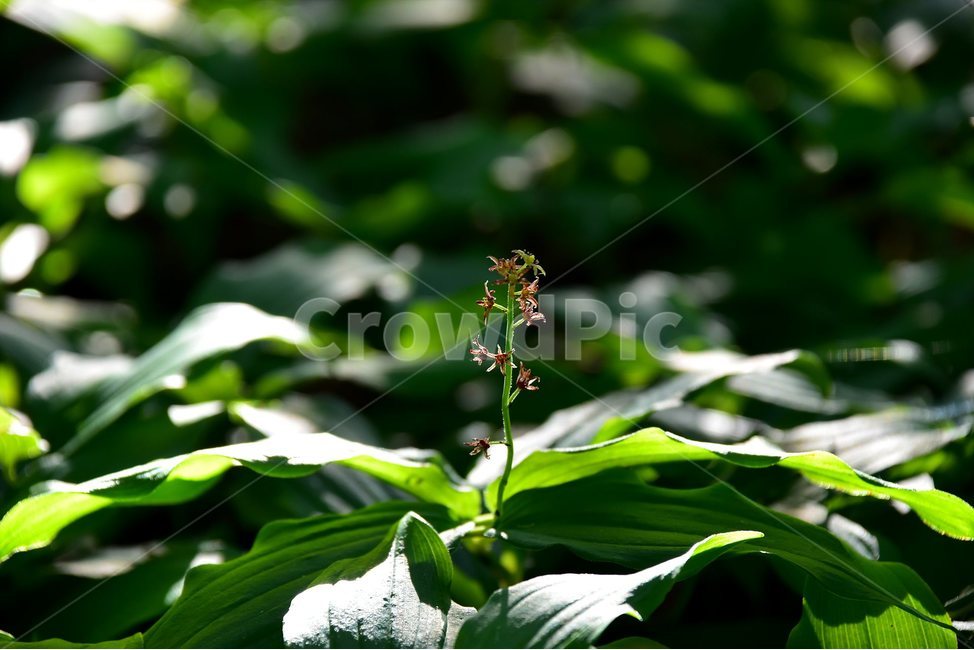 자주솜대,야생화,꽃,식물,자연,생태,플라워,flower,plants,nature,식물,자연,plants,nature,꽃,flower
