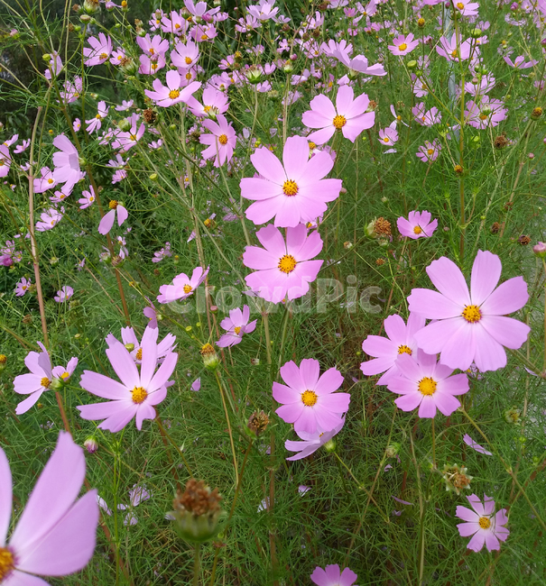 꽃,플라워,생화,자연,가을,plant,식물,분홍,분홍색,꽃밭,코스모스,식물,자연,plants,nature,꽃,flower