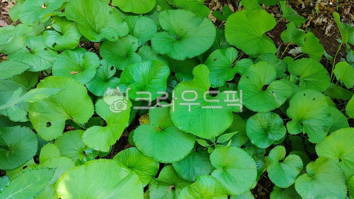 곰취, 산나물, 산야초, 쌈재료, 먹거리, 사진,이미지,일러스트,캘리그라피 - space작가