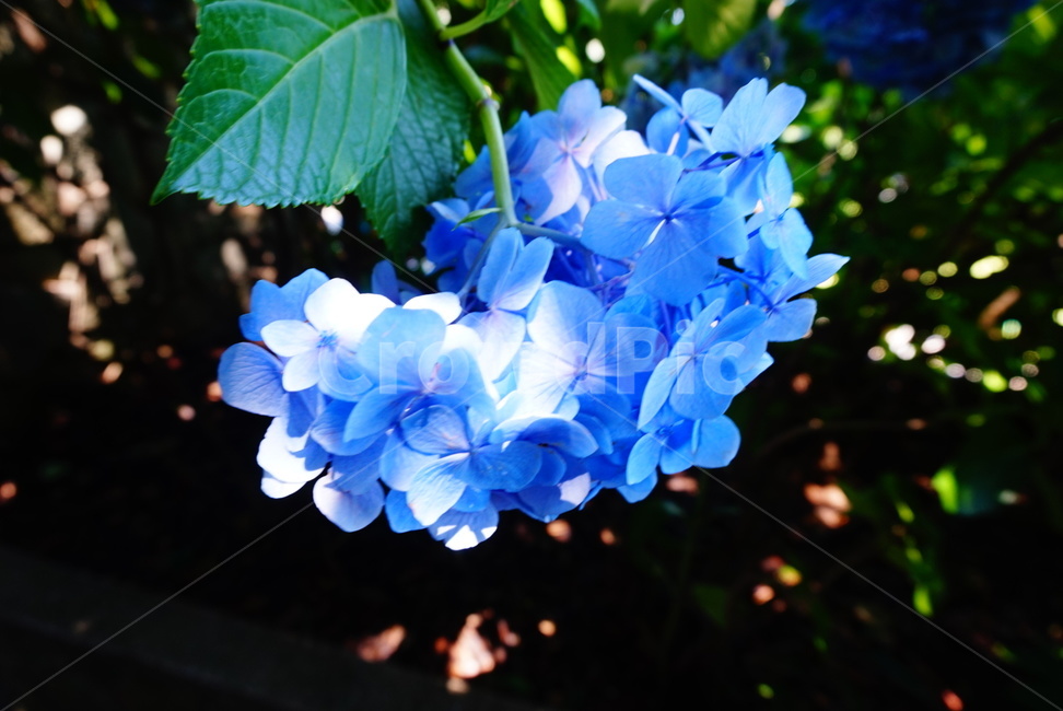 꽃,수국화,flower,nature,자연,파랑,blue