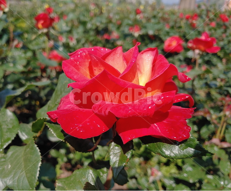 장미,봄꽃,식물,빨간장미,꽃,식물,자연,plants,nature,꽃,flower