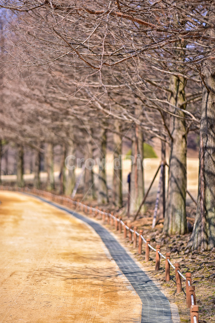 path,길,나무,가지,자연,풍경