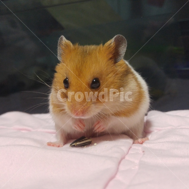 햄스터,골든햄스터,반려동물,애완동물,hamster,pet,goldenhamster,cute,feeding,펫