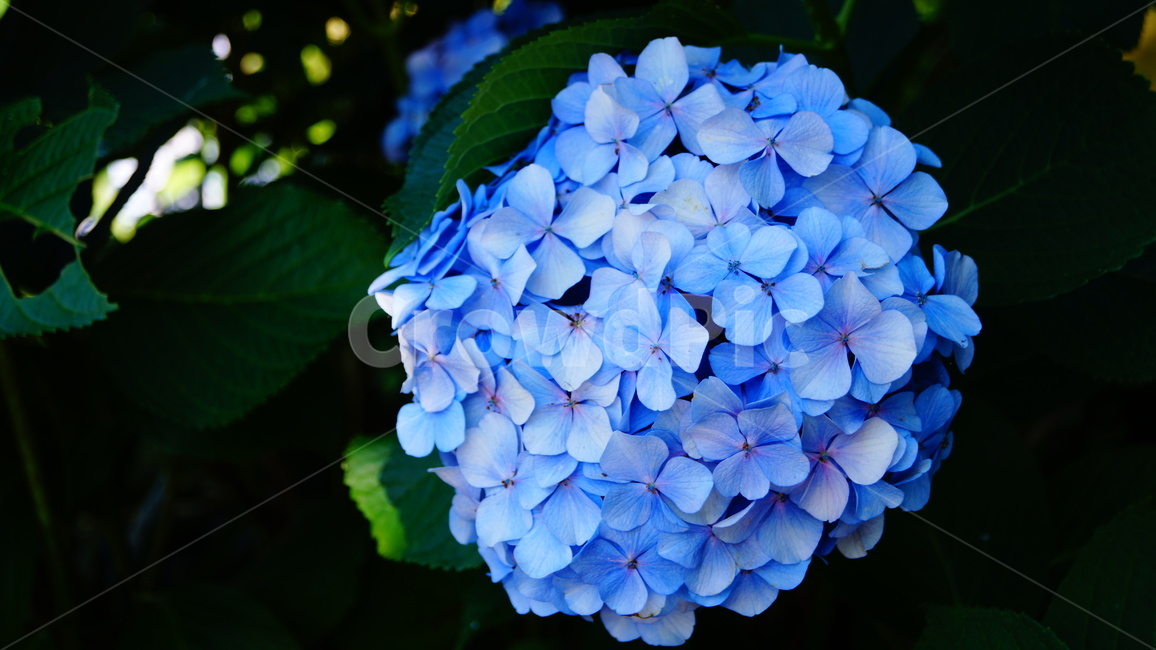 수국,수국꽃,꽃,꽃길,식물,식물,자연,plants,nature,꽃,flower