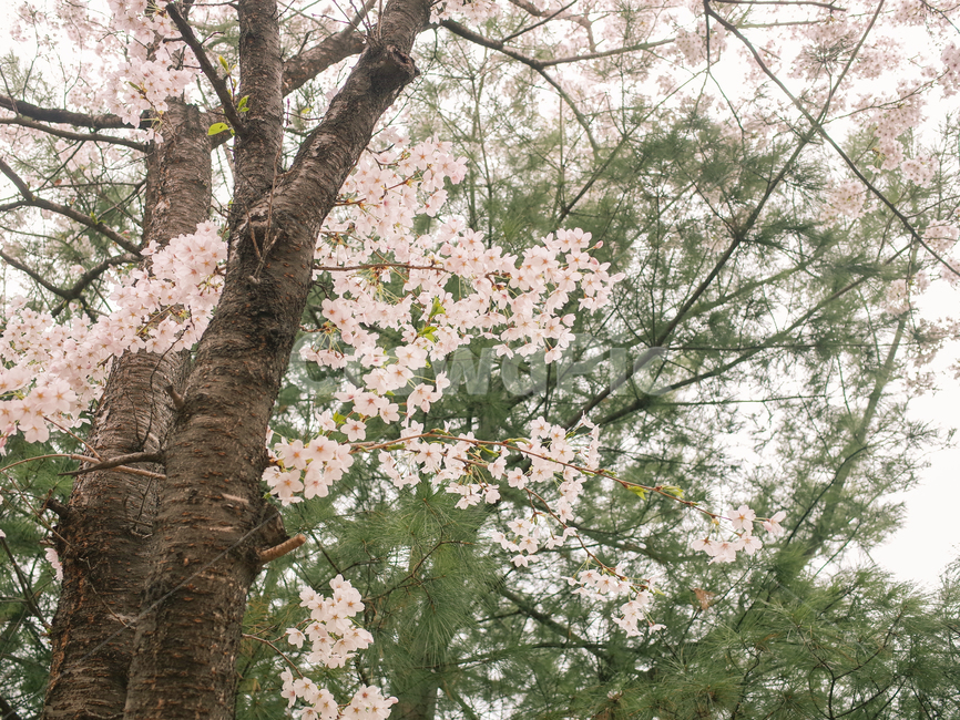 벚꽃,벚꽃나무,감성사진,흐린날,뚝방,중랑천,나무,자연,봄,계절,spring,season,식물,자연,plants,nature,꽃,flower,plant,blossom