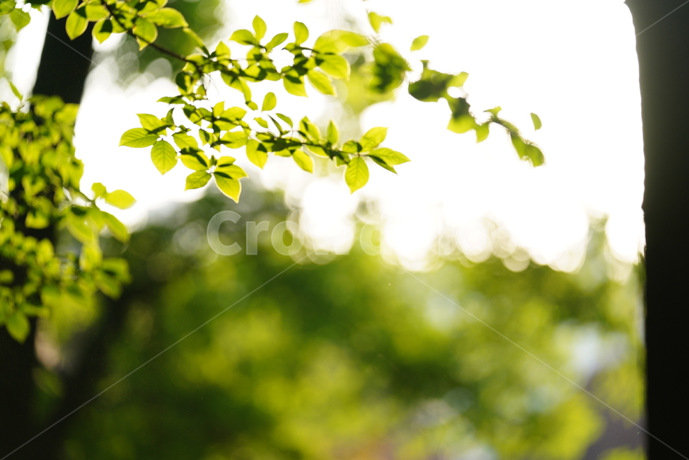 초록,생물,생명,자연,green,plant,식물,leaf,잎,식물,자연,plants,nature