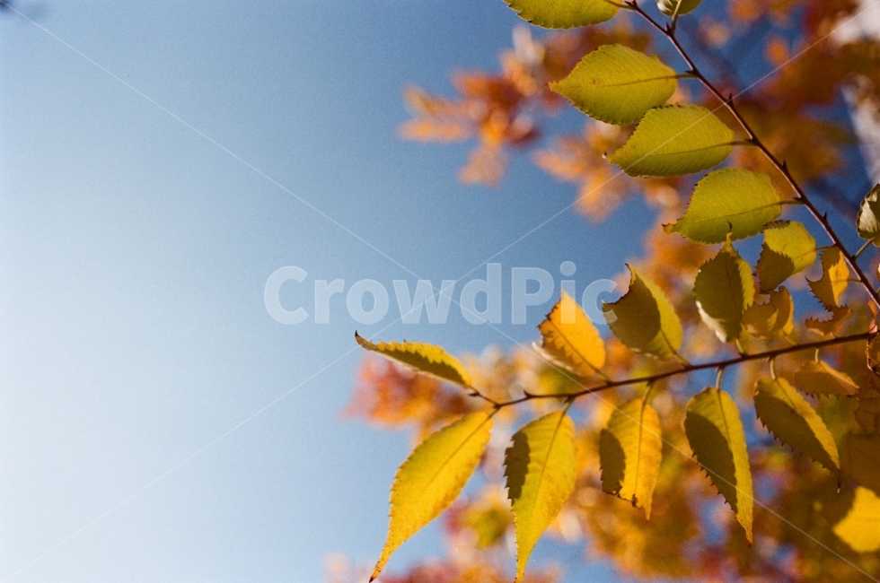 하늘,낙엽,가을,감성사진,필름사진,계절,색감,가을,계절,fall,autumn,season,식물,자연,plants,nature,plant,leaf,잎,veins,정맥