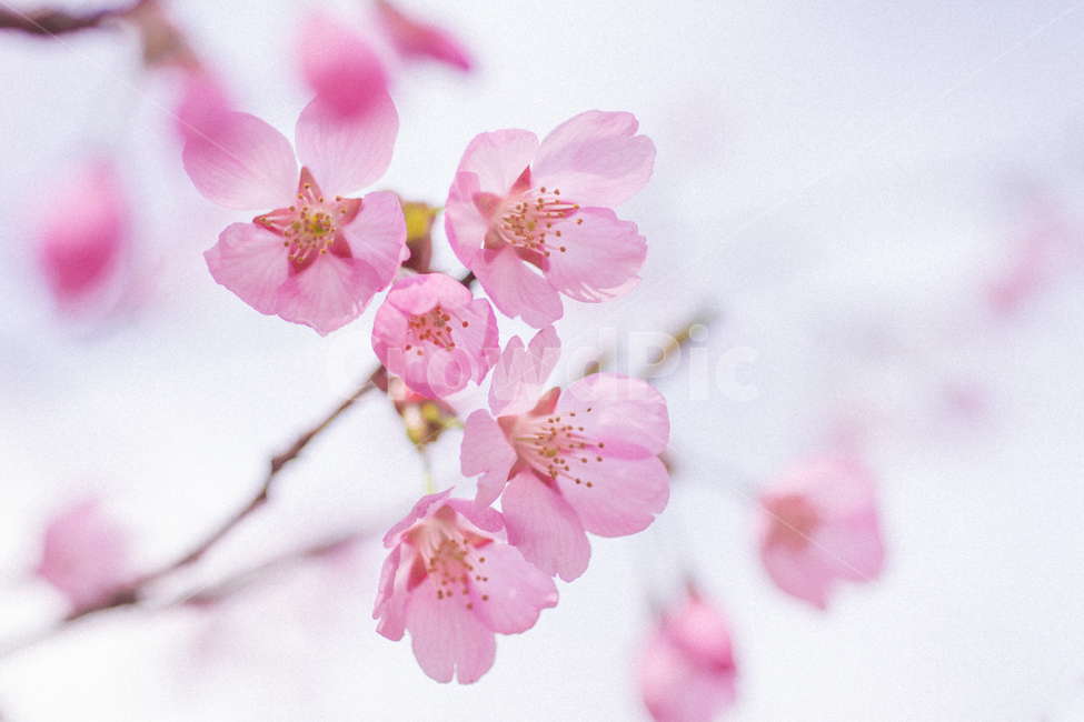 감성사진,체리블라썸,사쿠라,스냅사진,벚꽃,봄꽃,벚꽃축제,봄,계절,spring,season,식물,자연,plants,nature,꽃,flower,감성,sensible,feeling,plant,blossom