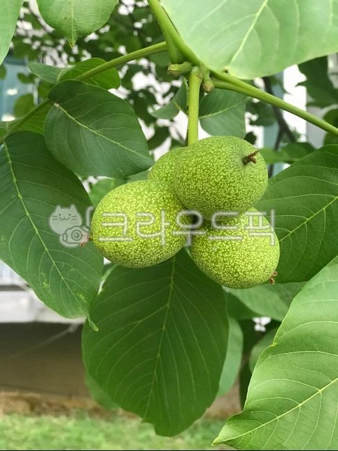 호두,호두나무,호도나무,열매,호두열매,가래나무과,나무,tree,자연,낙엽활엽수,나무열매,식물
