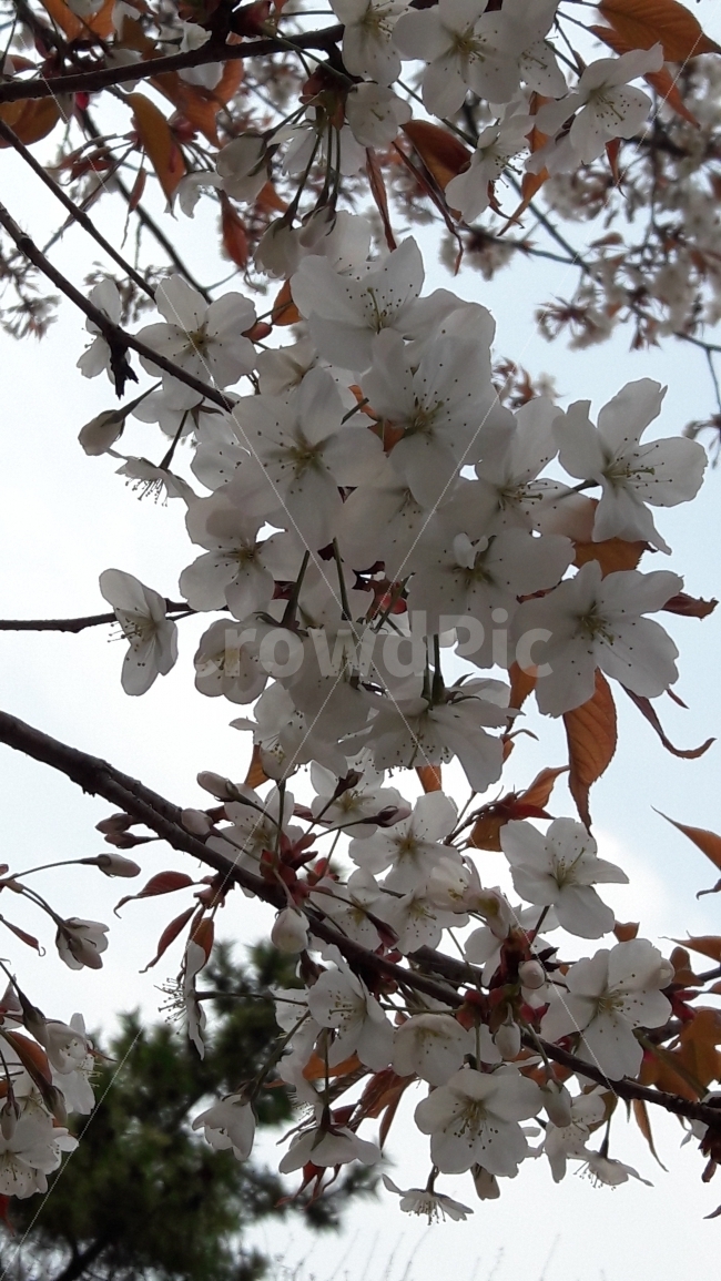 벗꽃,꽃,봄,나무,흰색,봄,계절,spring,season,식물,자연,plants,nature,꽃,flower,plant,blossom