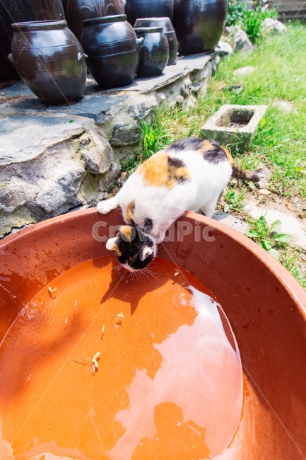 배트냥,냥이,배트맨,고양이,물마시는고양이,동물,animal,포유류,mammal,고양이,cat,kitten,kitty