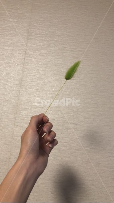 풀,초록색,손,깔끔,벽,집