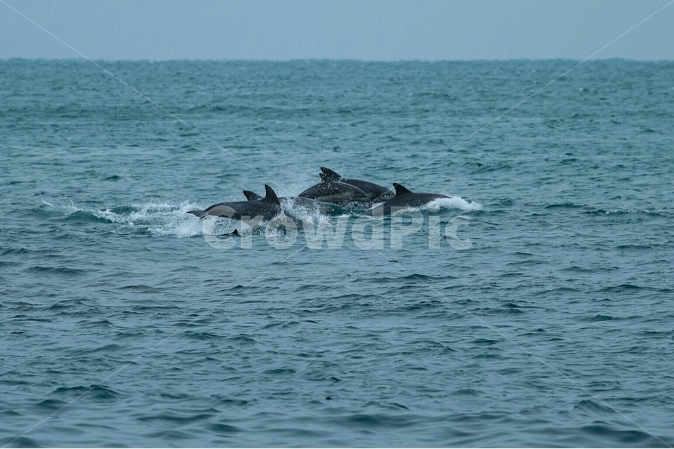 제주도,제주,돌고래,자연,풍경,겨울,바다,동물,animal,포유류,mammal