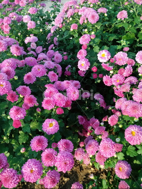 국화,꽃,plant,식물,flower,다년생초본식물,오상고절,관상식물,소국,식물,자연,plants,nature,꽃,flower