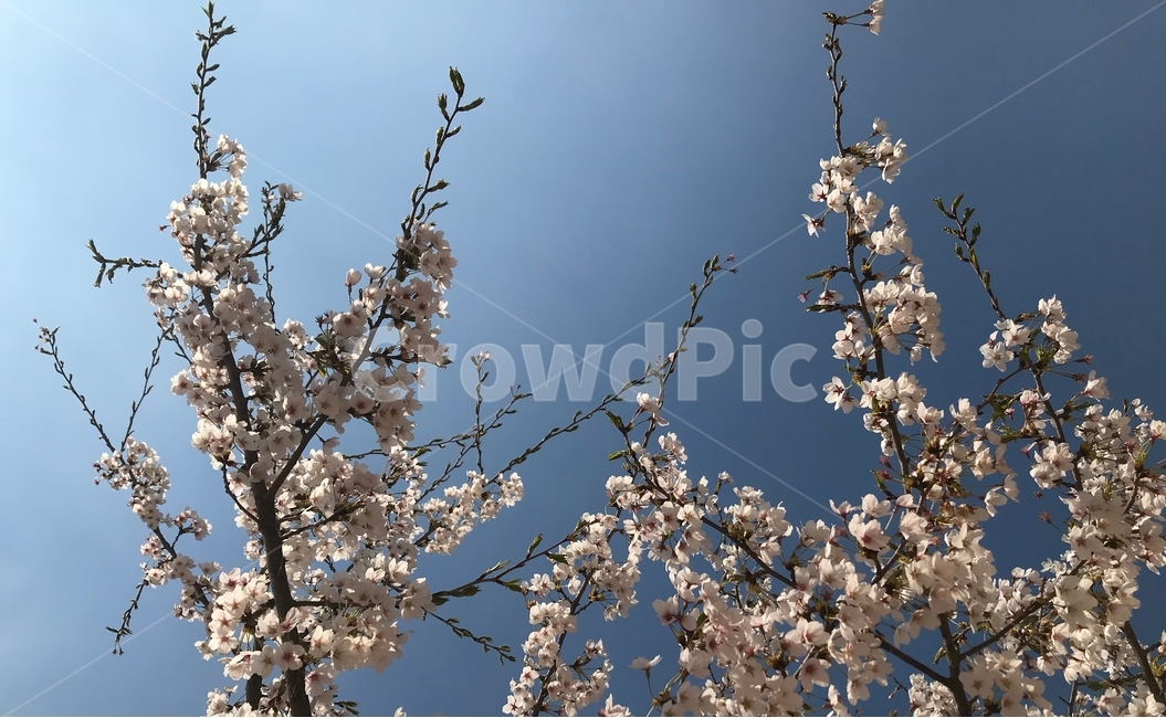 봄,벚꽃,꽃,사쿠라,spring,flower,season,cherry,pink,blossom,nature,blooming,branch,beautiful,sky,sakura,garden,tree,blue,하늘,자연,풍경,봄꽃,파랑,파란하늘,분홍