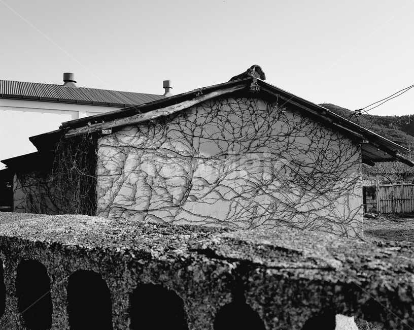자연,농촌,담쟁이,시골집,담,건축물,건물외관,exterior,building,structure,architecture,construction