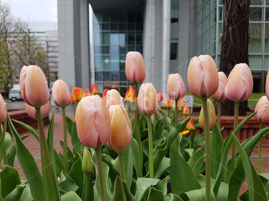 plant,식물,flower,꽃,튤립,tulip,5월