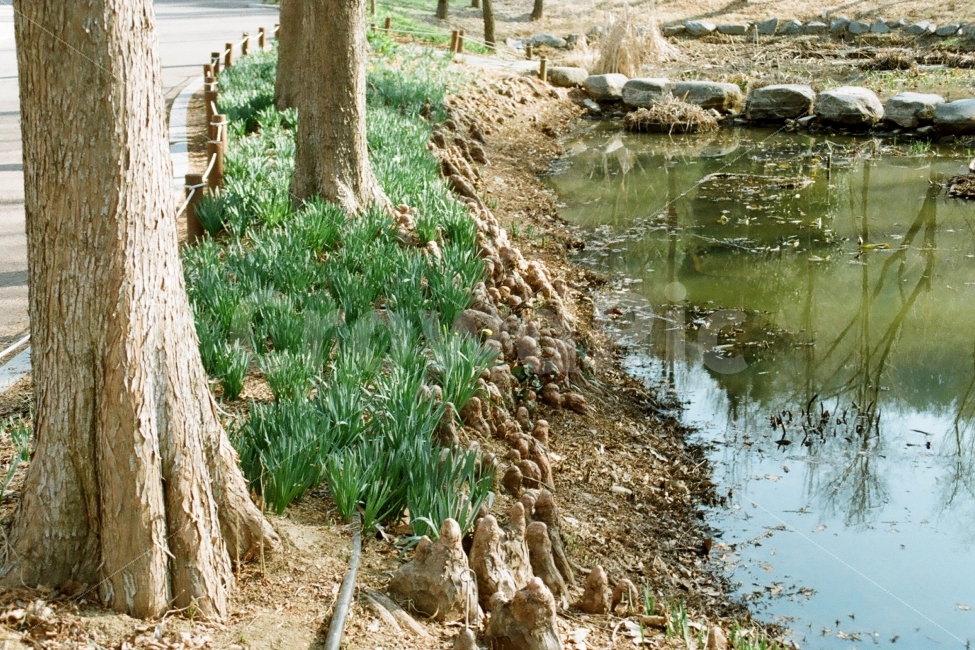 낙우송,기근,공기뿌리,낙우송기근,낙우송공기뿌리,자연,풍경,nature,landscape,outdoors,옥외,land,땅,water,물