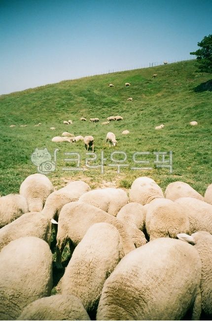 자연,양떼목장,대관령,목초지,들판,양떼,동물,양,sheep,animal