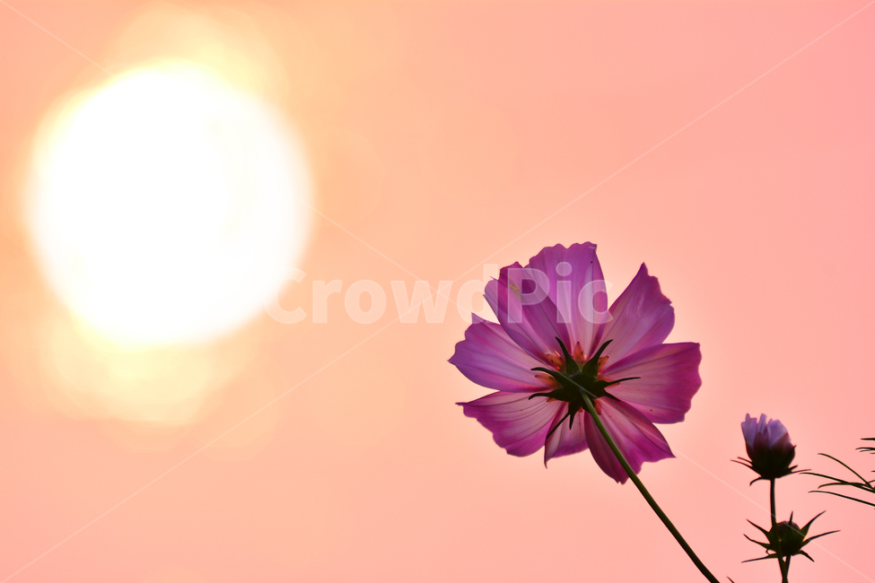 노랑코스모스,코스모스,노을,석양,감성,분위기,느낌,feeling,emotion,sensible,sunset,해질무렵,반사,태양,해,가을분위기,살구색,오렌지색,flowers,꽃,가을꽃,한송이,보케,빛망울,가을,계절,fall,autumn,season,식물,자연,plants,nature,꽃,flower,감성,sensible,feeling,plant