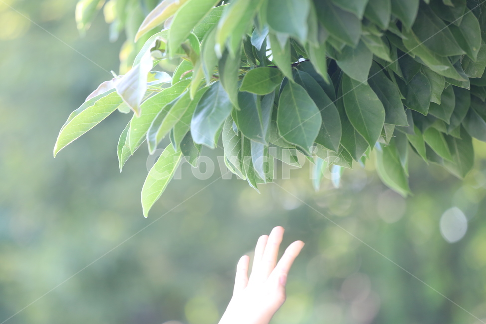손,손바닥,나무,나뭇잎,녹색,빛,잎,살,나뭇가지,식물,자연,plants,nature,사람,인물,인간,human,person,신체일부,몸,body,휴식,힐링,rest,relaxation,healing