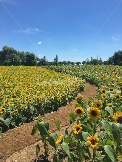 해바라기,해바리기꽃,꽃,노란꽃,풍경,순천,순천만정원,국내풍경,sunflower,하늘,파란하늘,노란색,자연,풍경,nature,landscape,plant,식물