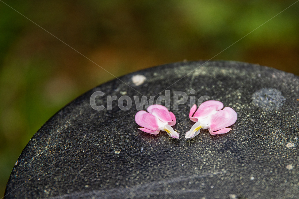 꽃,식물,plant,flower,blossom,꽃잎,식물,자연,plants,nature,꽃,flower