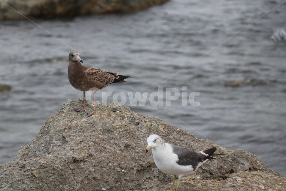 갈매기,바다새,새,해고양이,laruscanus,동물,animal,조류,새,birds