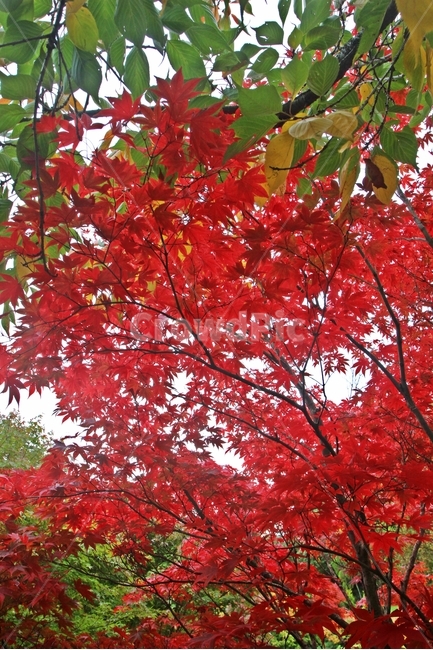 블루마운틴,블루마운틴단풍,가을,단풍,maple,가을,계절,fall,autumn,season,식물,자연,plants,nature,나무,trees,wood,plant,leaf,잎,tree