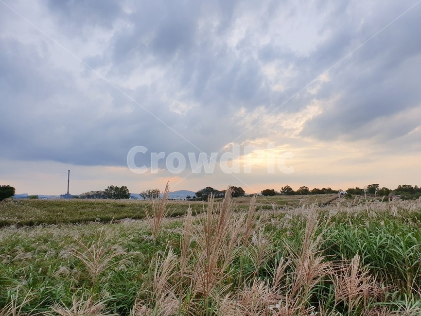 plant,식물,grass,잔디,nature,자연,자연,풍경,nature,landscape